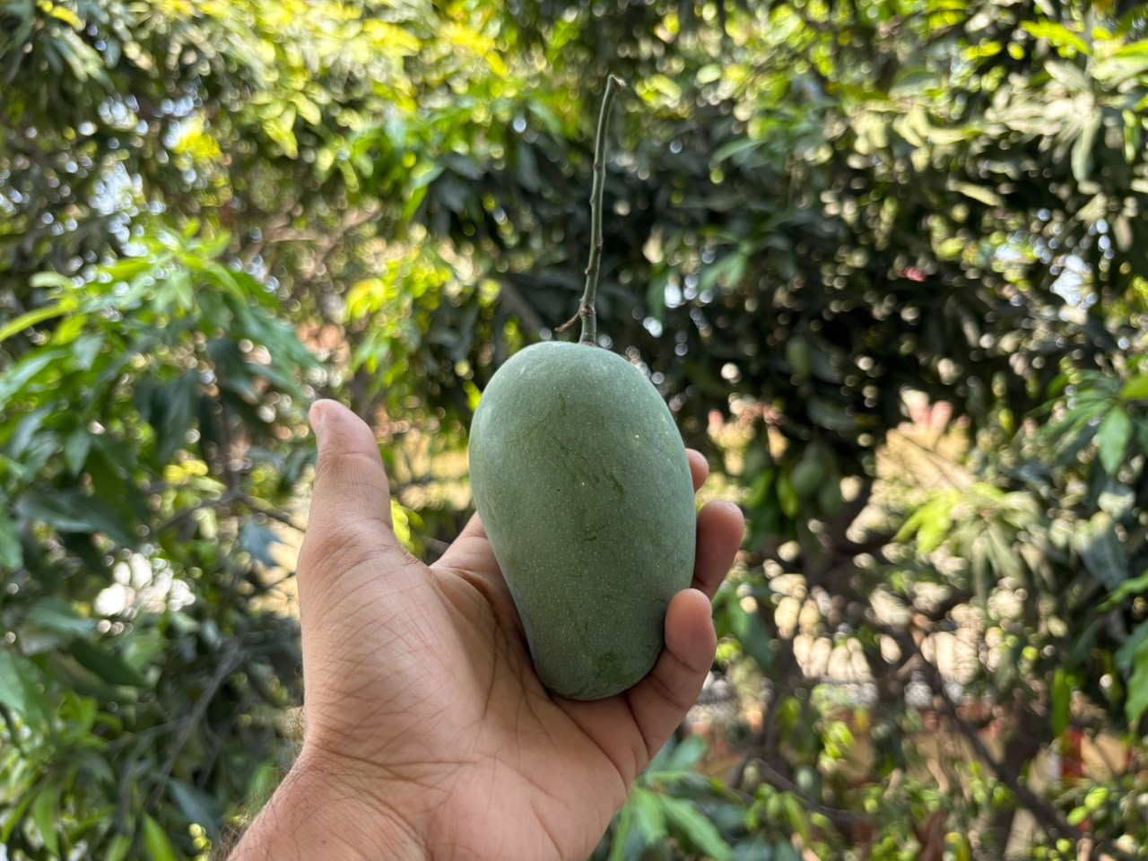 Summer fruits